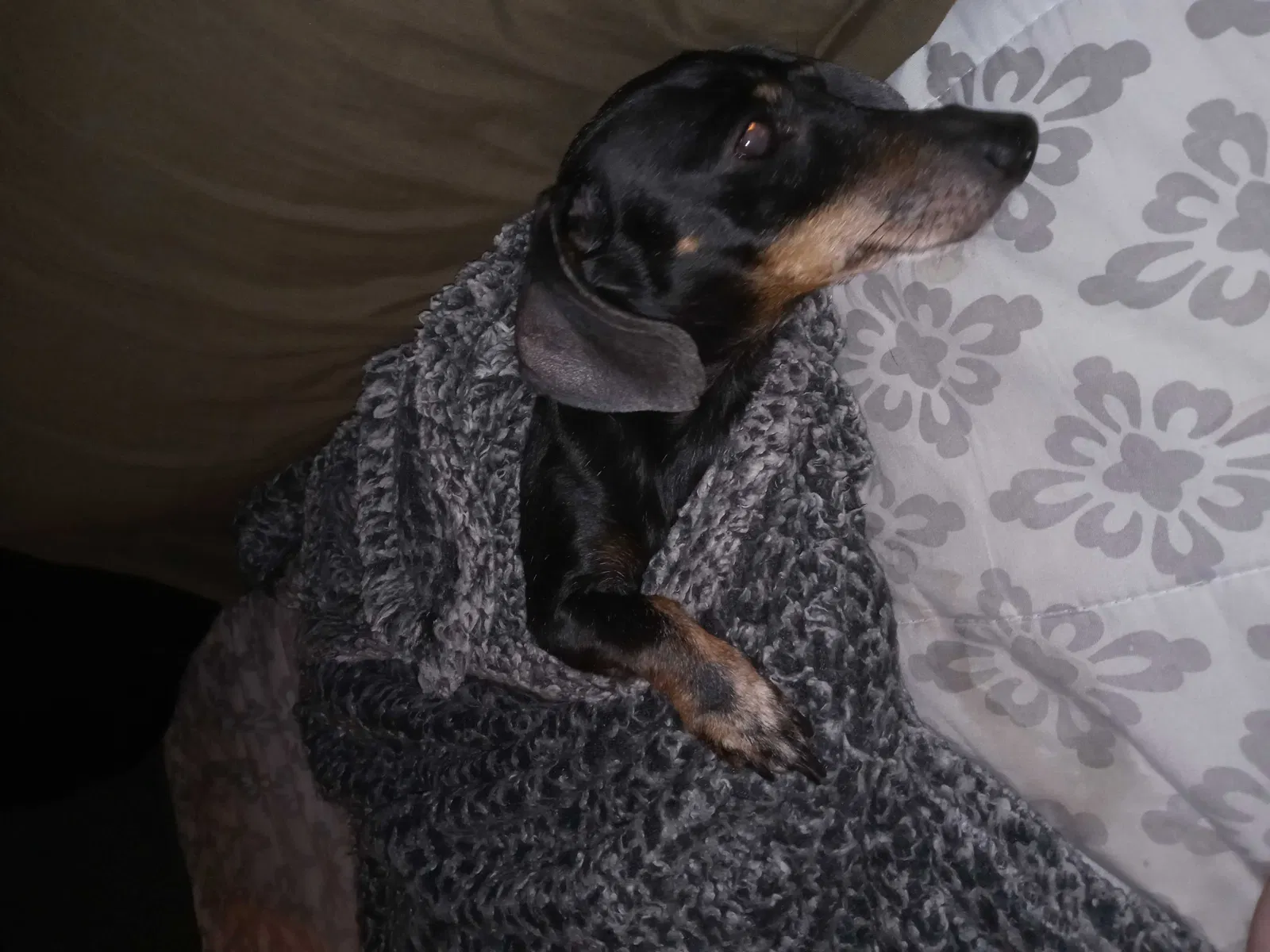 Lost dog in Hemet, CA, 92544