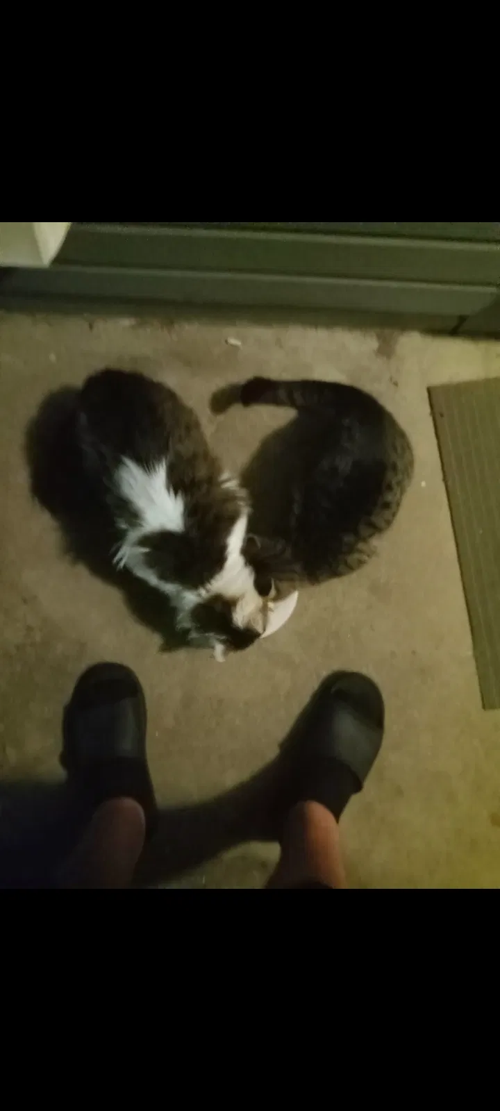 Found cat in Crossville, TN, 38557