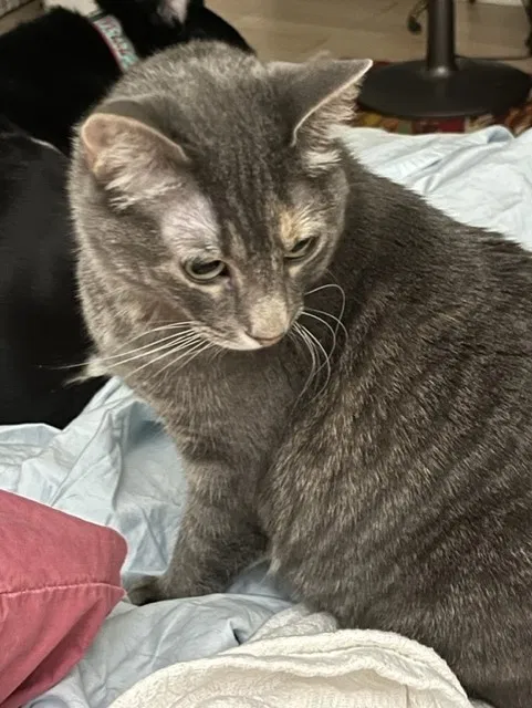 Lost cat in Conroe, TX, 77301