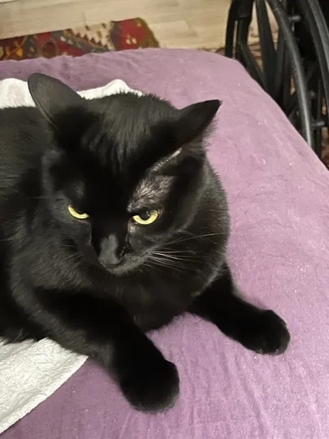 Lost cat in Conroe, TX, 77301