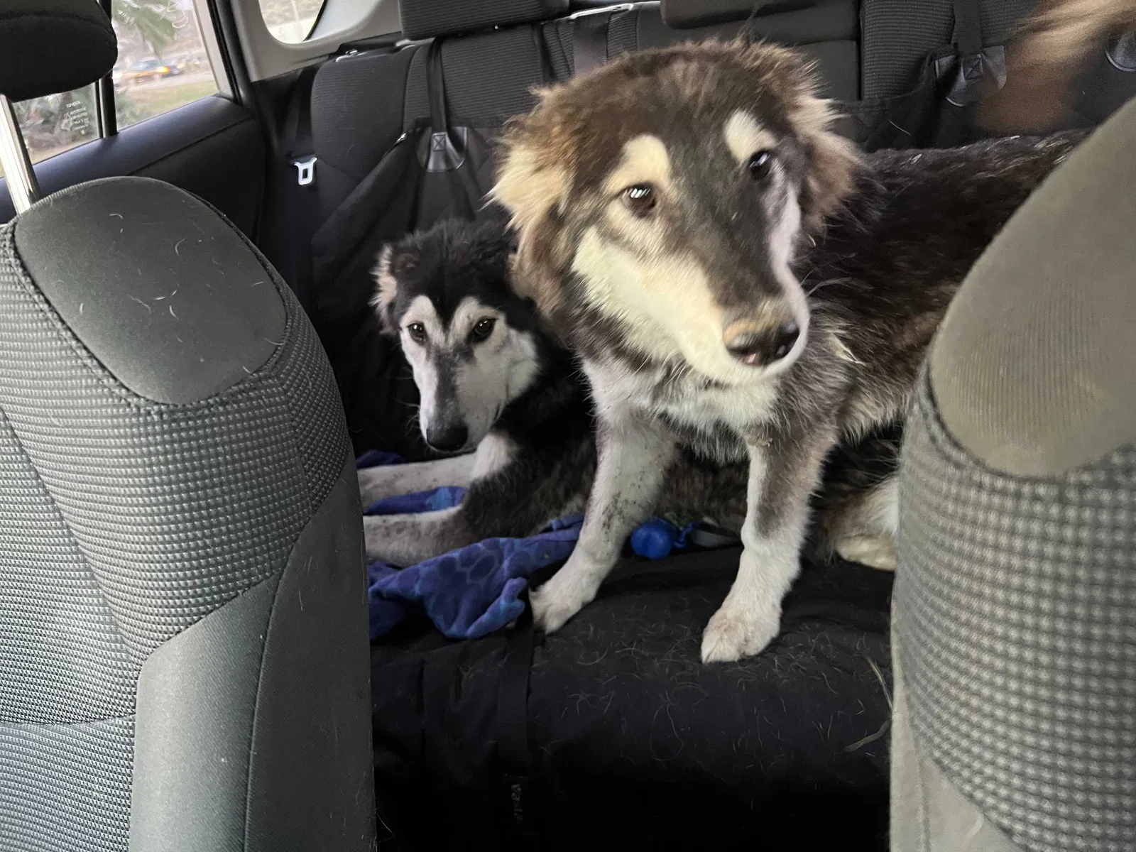 Found dog in Riverside, CA, 92507