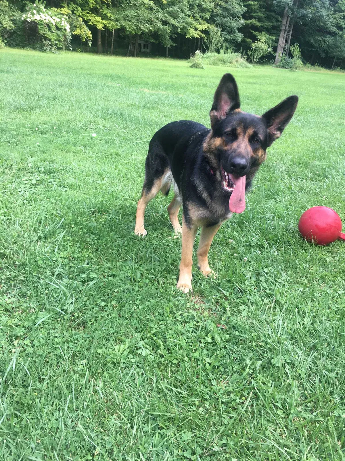 Lost dog in Sullivan, OH, 44880