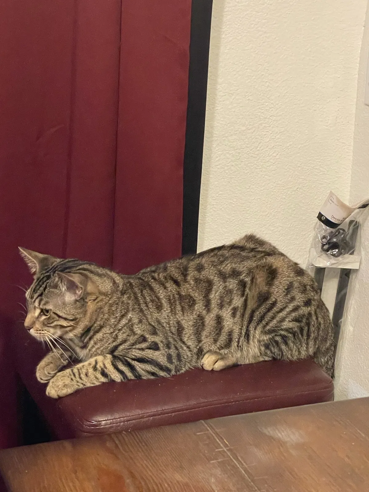 Lost cat in Sanford, FL, 32771