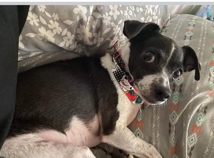 Lost dog in Santa Ana, CA, 92701