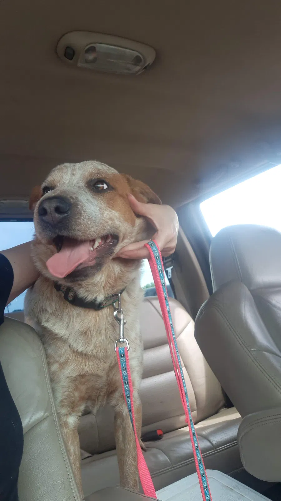 Lost dog in Wills Point, TX, 75169