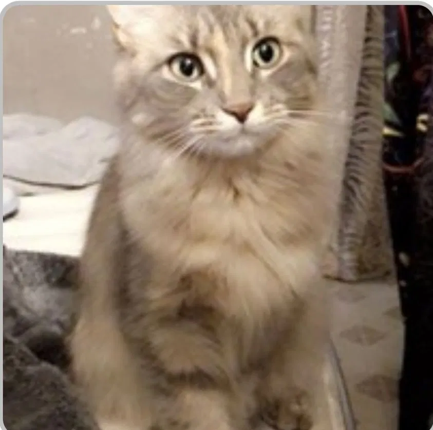 Lost cat in Roseville, MI, 48066