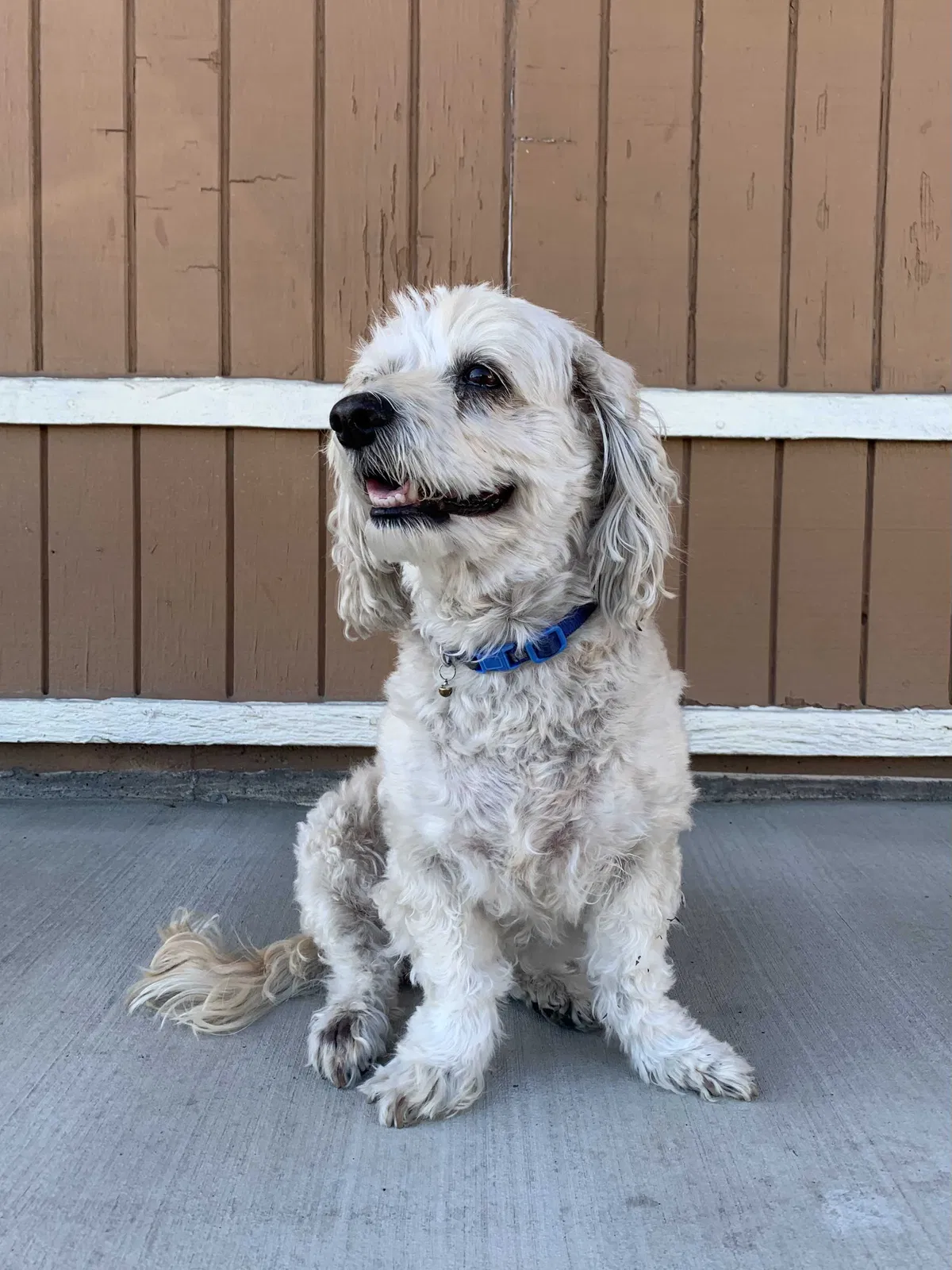 Lost dog in Westminster, CA, 92683