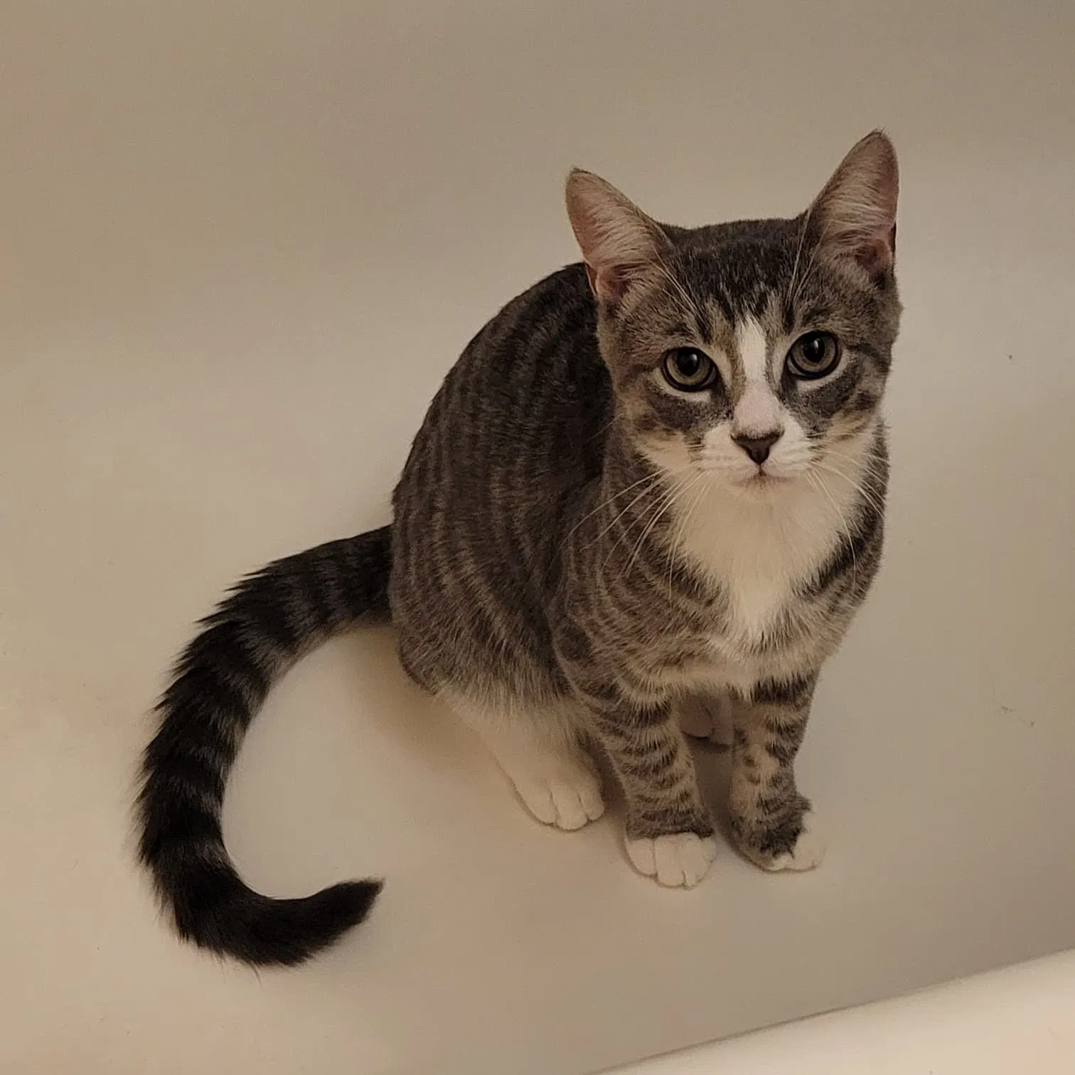Lost cat in National Park, NJ, 8063