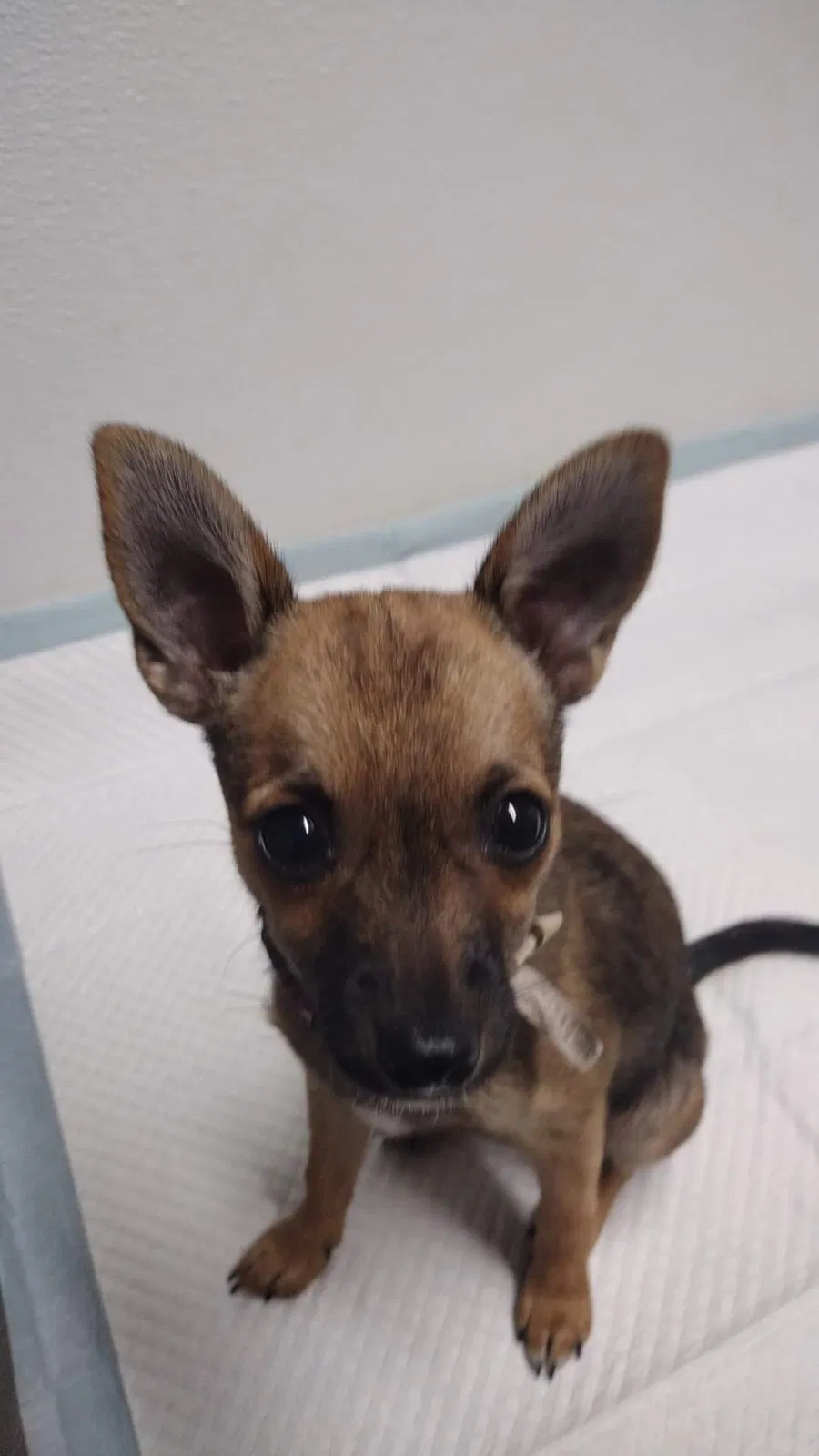 Lost dog in Ardmore, OK, 73401