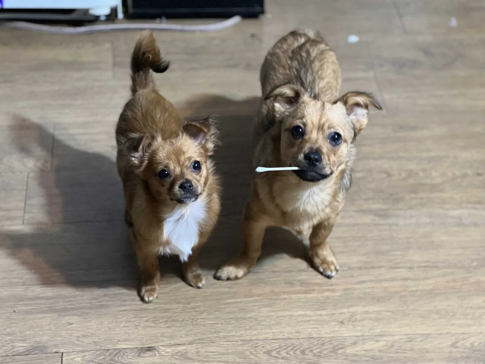 Lost dog in Los Angeles, CA, 90032