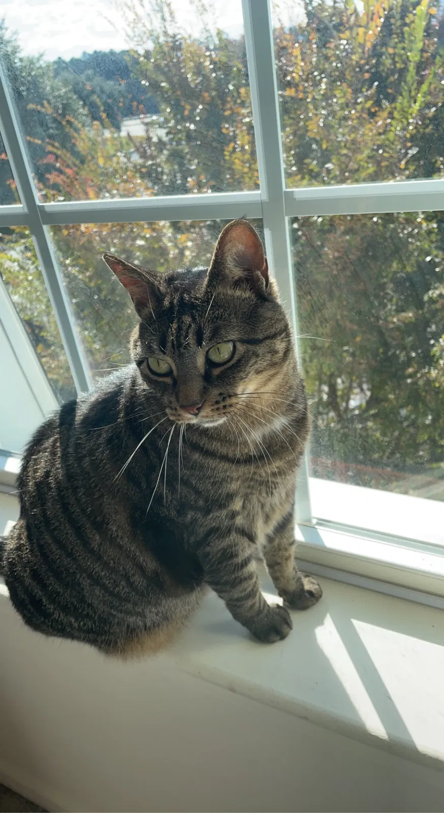 Lost cat in Statesboro, GA, 30458