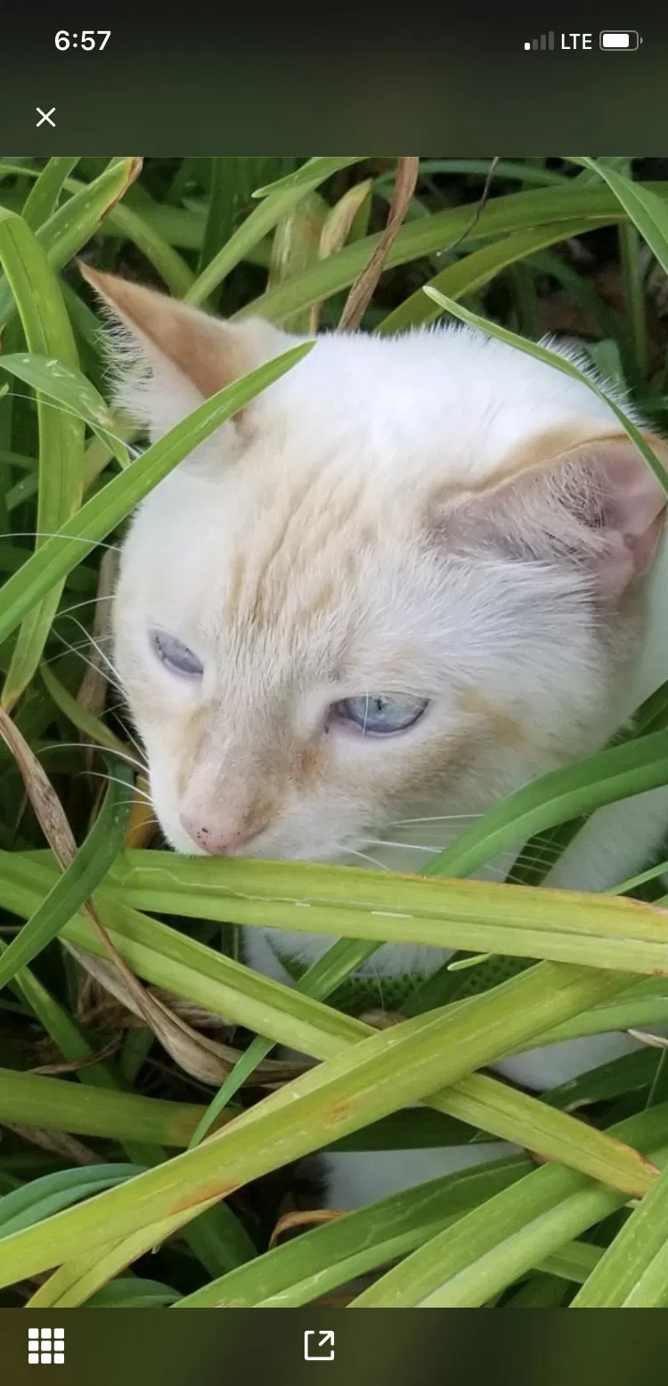 Lost cat in Goodyear, AZ, 85338