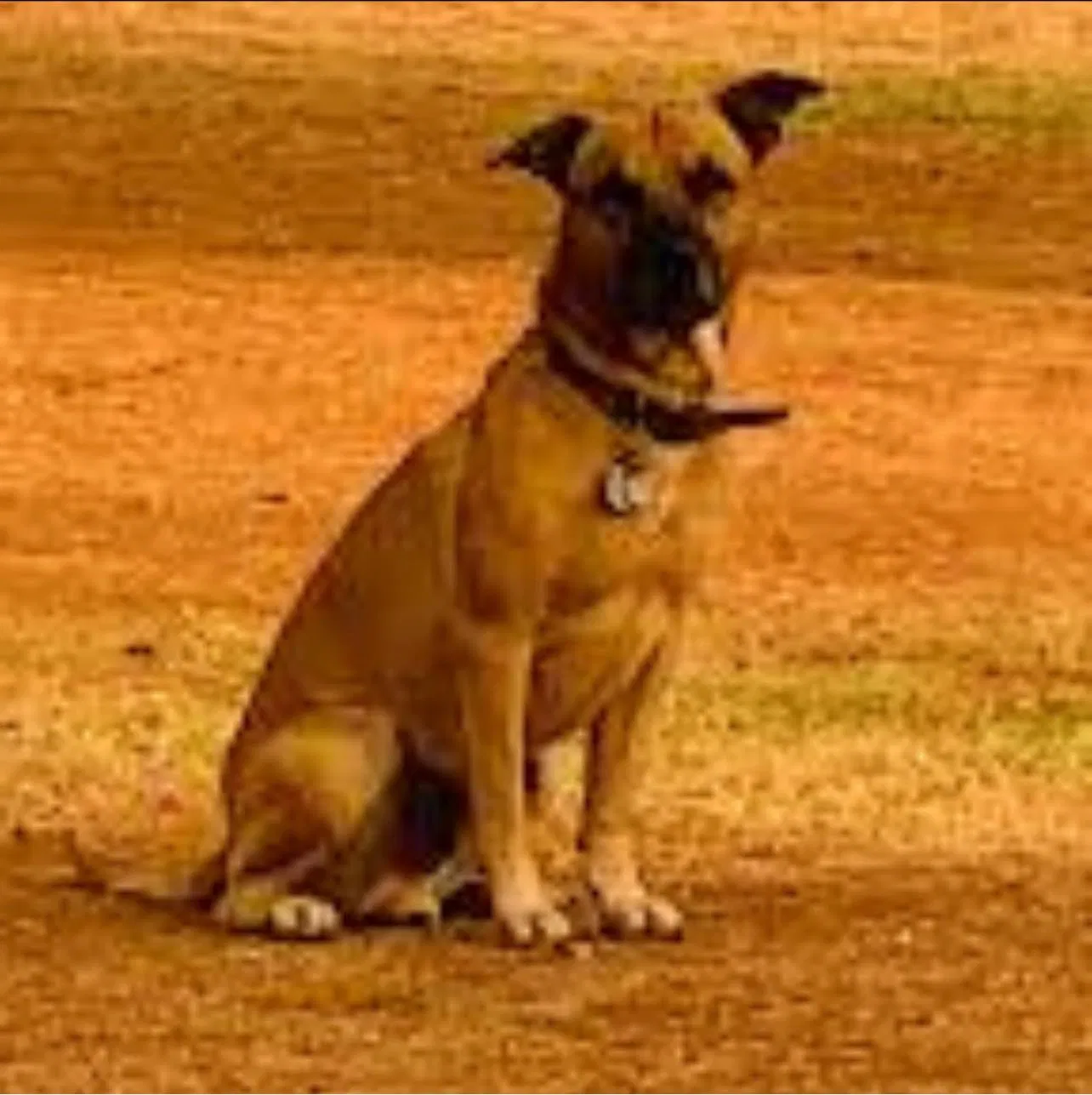 Lost dog in Jourdanton, TX, 78026