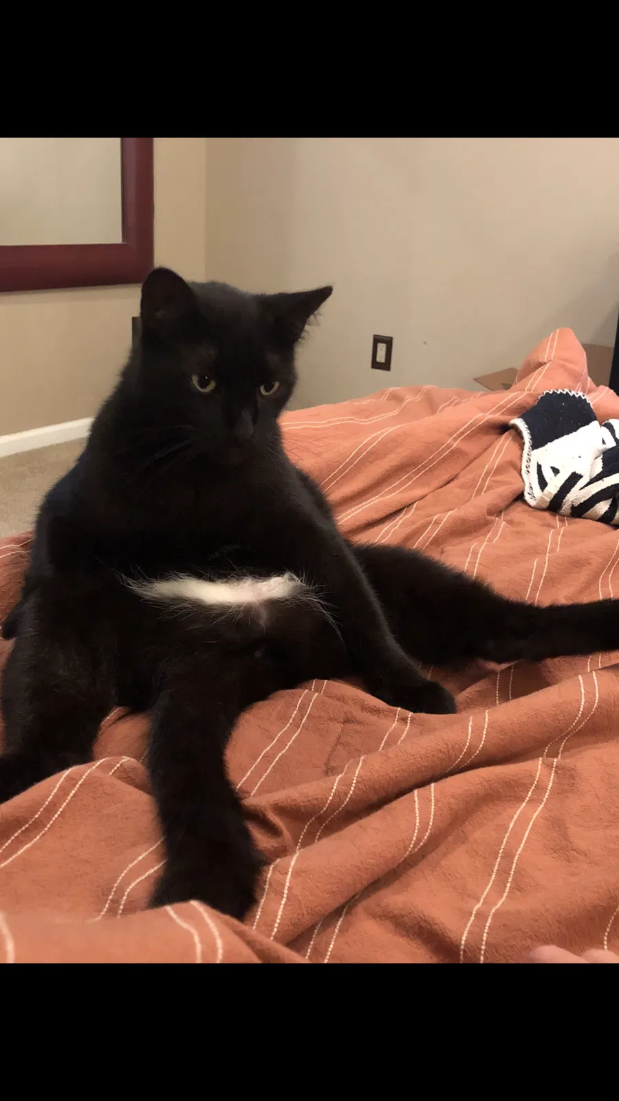 Lost cat in Jonesboro, AR, 72401