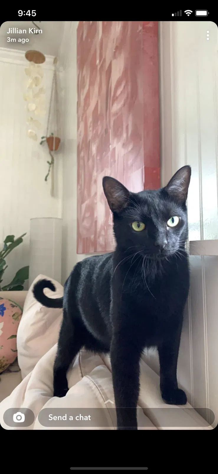 Lost cat in Jacksonville Beach, FL, 32250