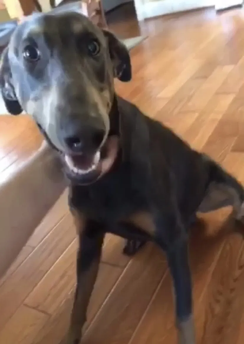 Lost dog in Grand Prairie, TX, 75051