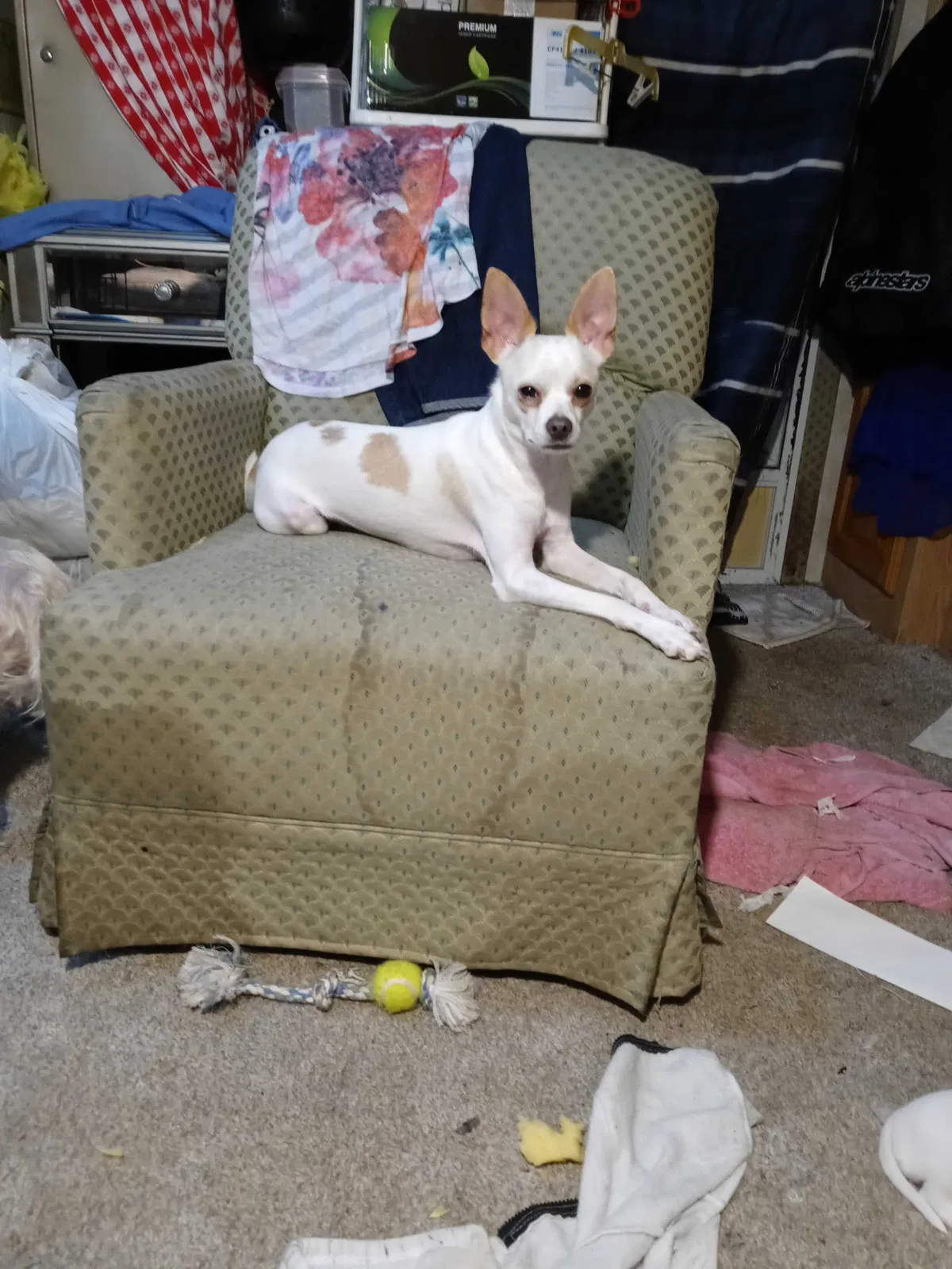 Lost dog in Wichita, KS, 67214