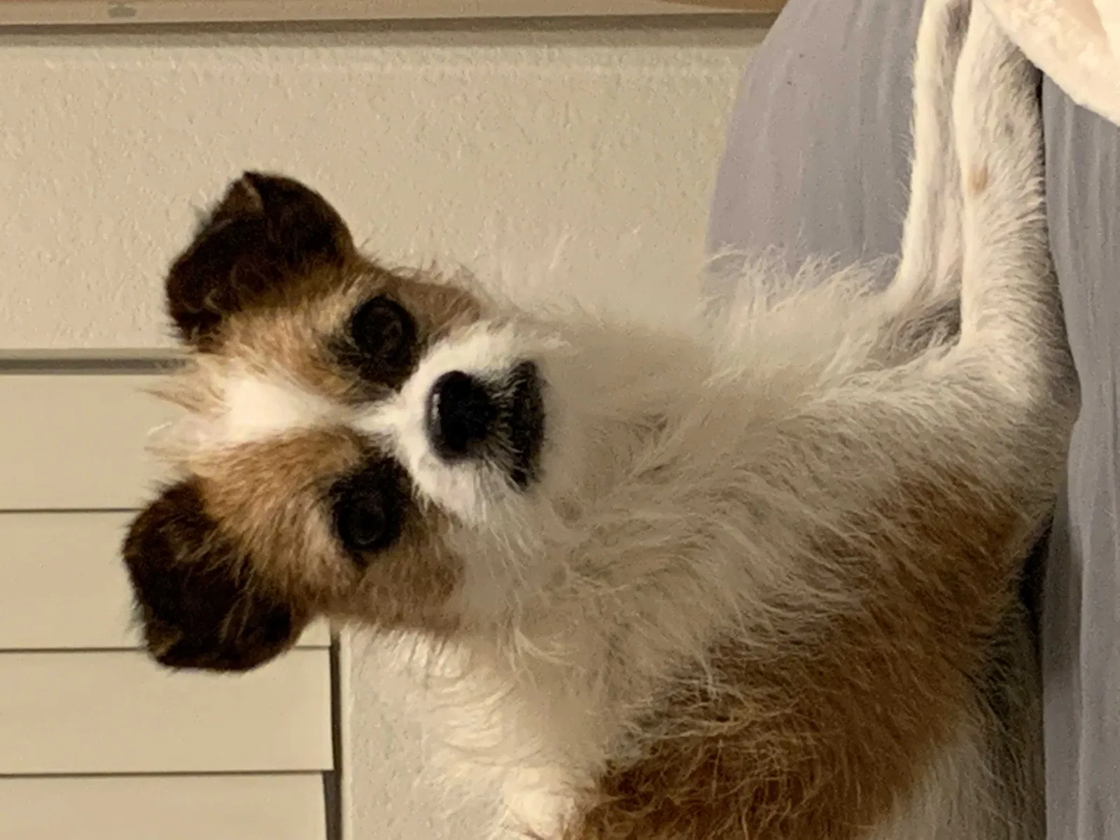 Lost dog in Las Vegas, NV, 89142