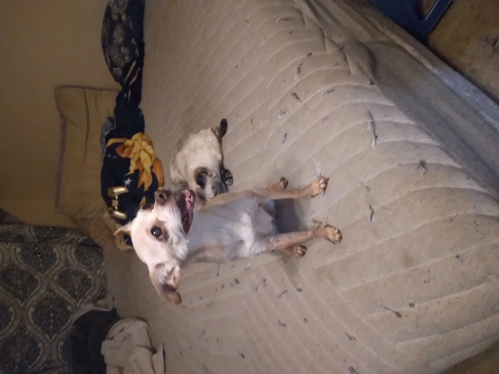 Lost dog in Hemet, CA, 92543