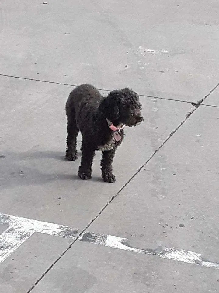 Found dog in Aurora, CO, 80011