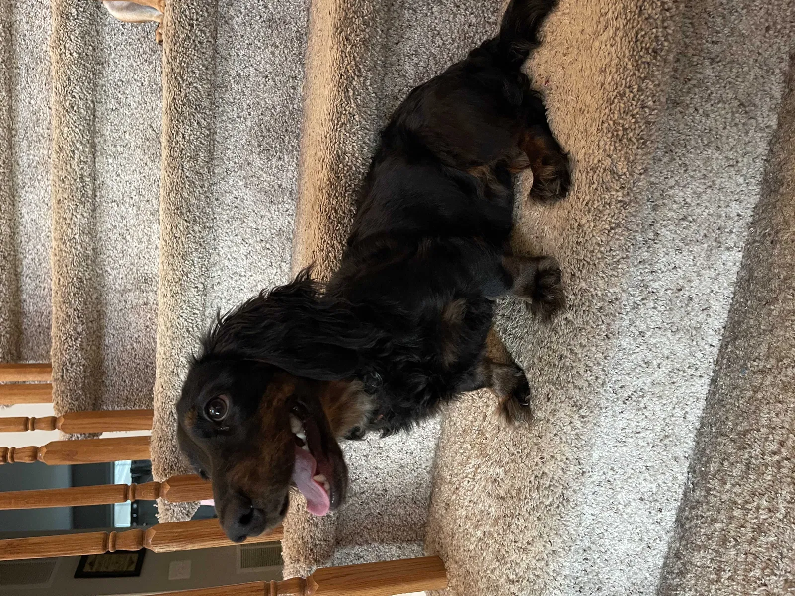 Lost dog in Woodbridge, VA, 22193