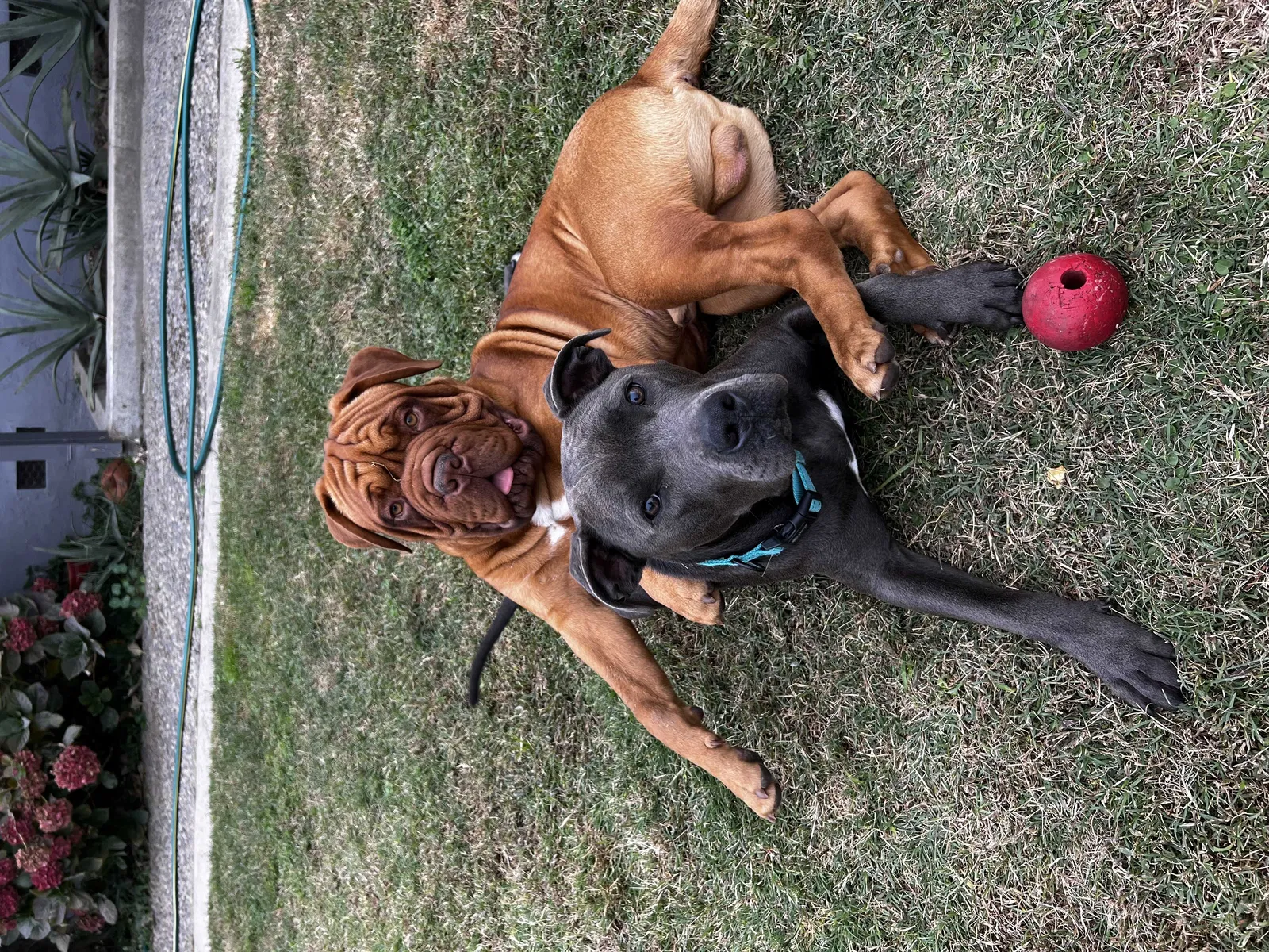 Lost dog in Stockton, CA, 95215