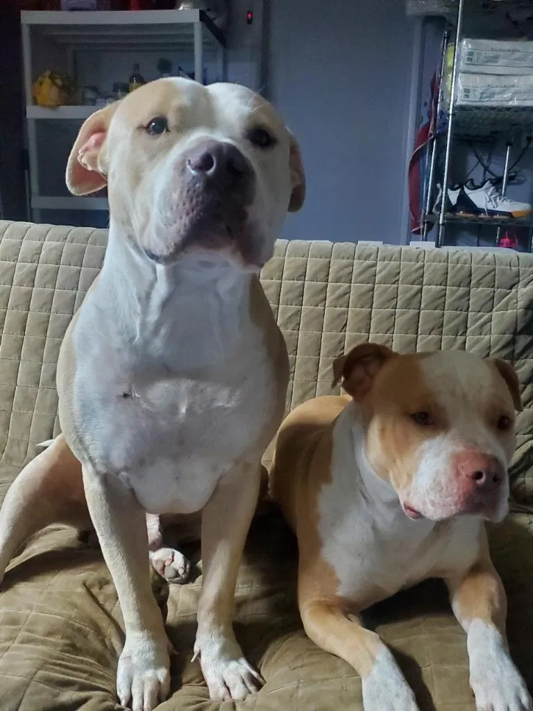 Lost dog in Fremont, CA, 94538