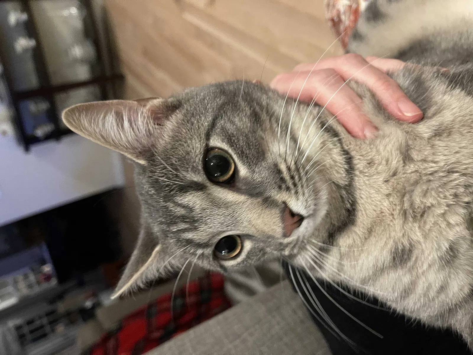 Lost cat in Waxhaw, NC, 28173