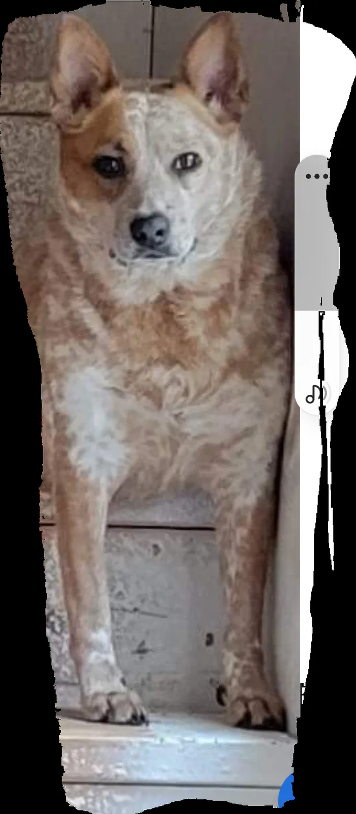 Lost dog in Wasilla, AK, 99654