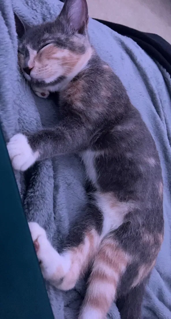 Lost cat in Roswell, GA, 30076