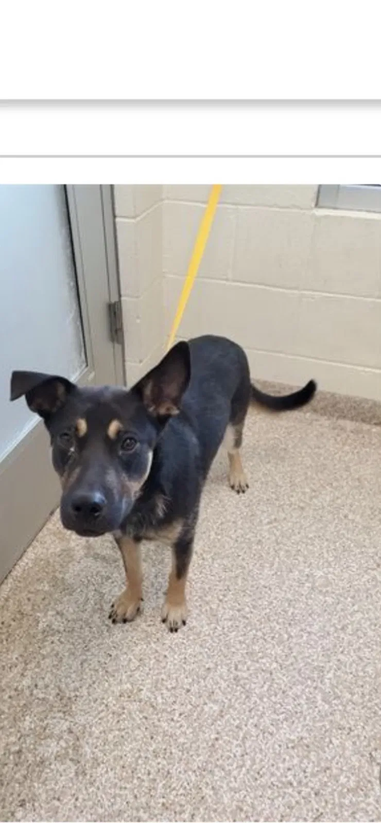 Lost dog in San Antonio, TX, 78230