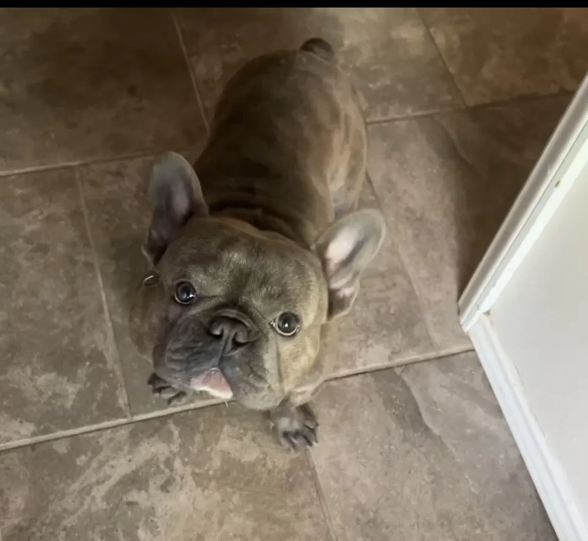 Lost dog in Oklahoma City, OK, 73112