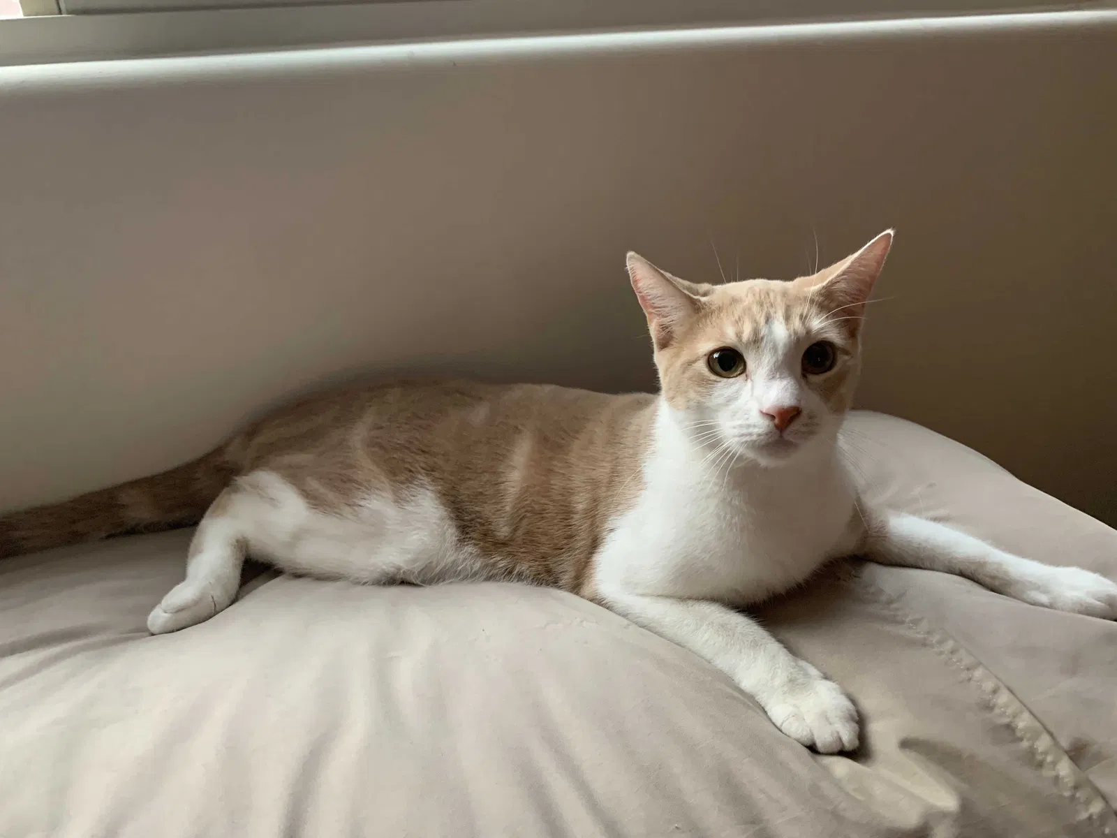 Lost cat in Vail, AZ, 85641