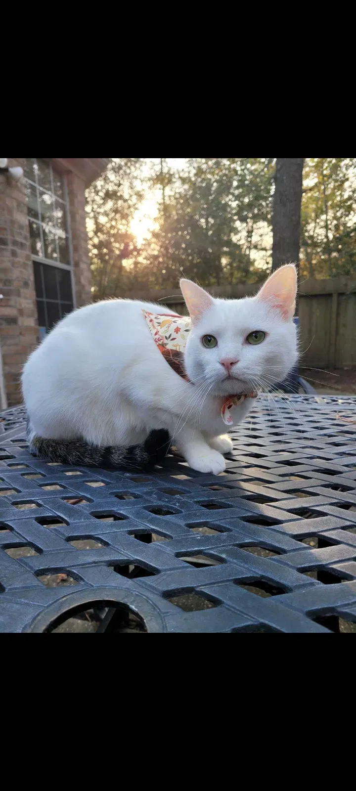 Lost cat in Spring, TX, 77379