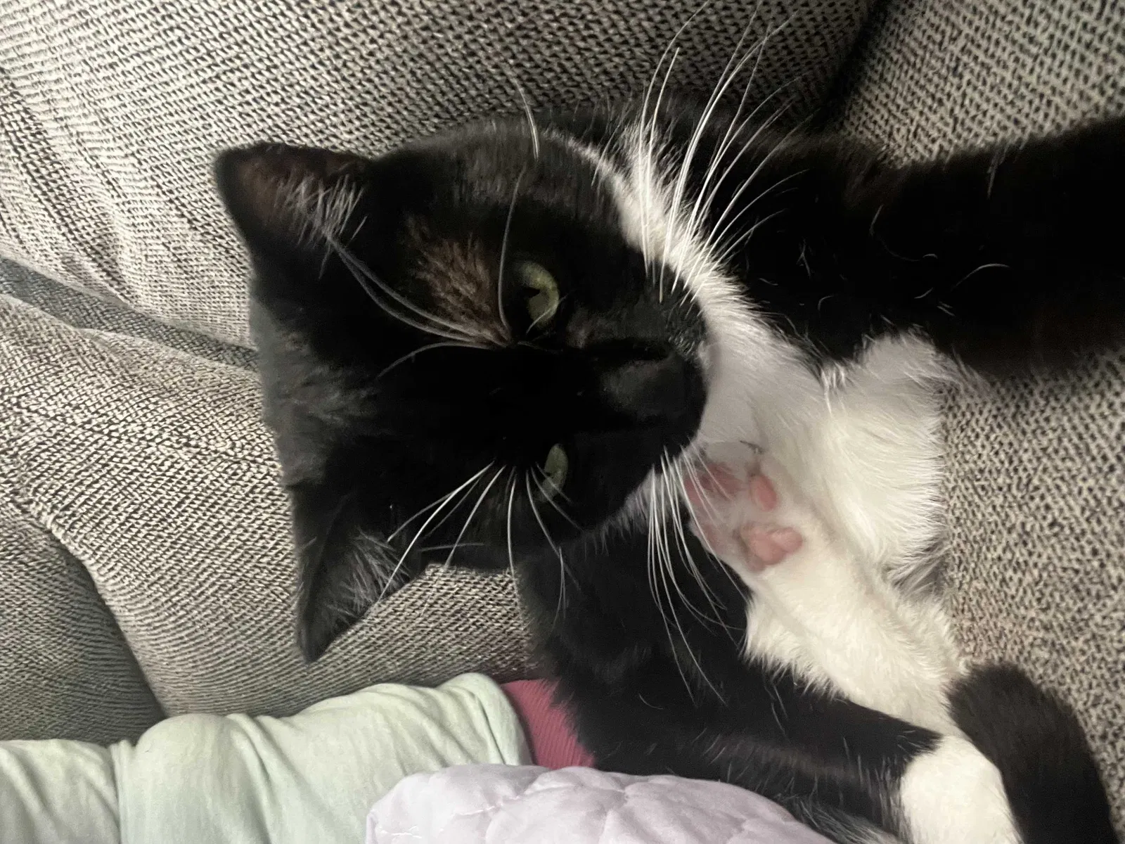 Lost cat in Las Vegas, NV, 89128