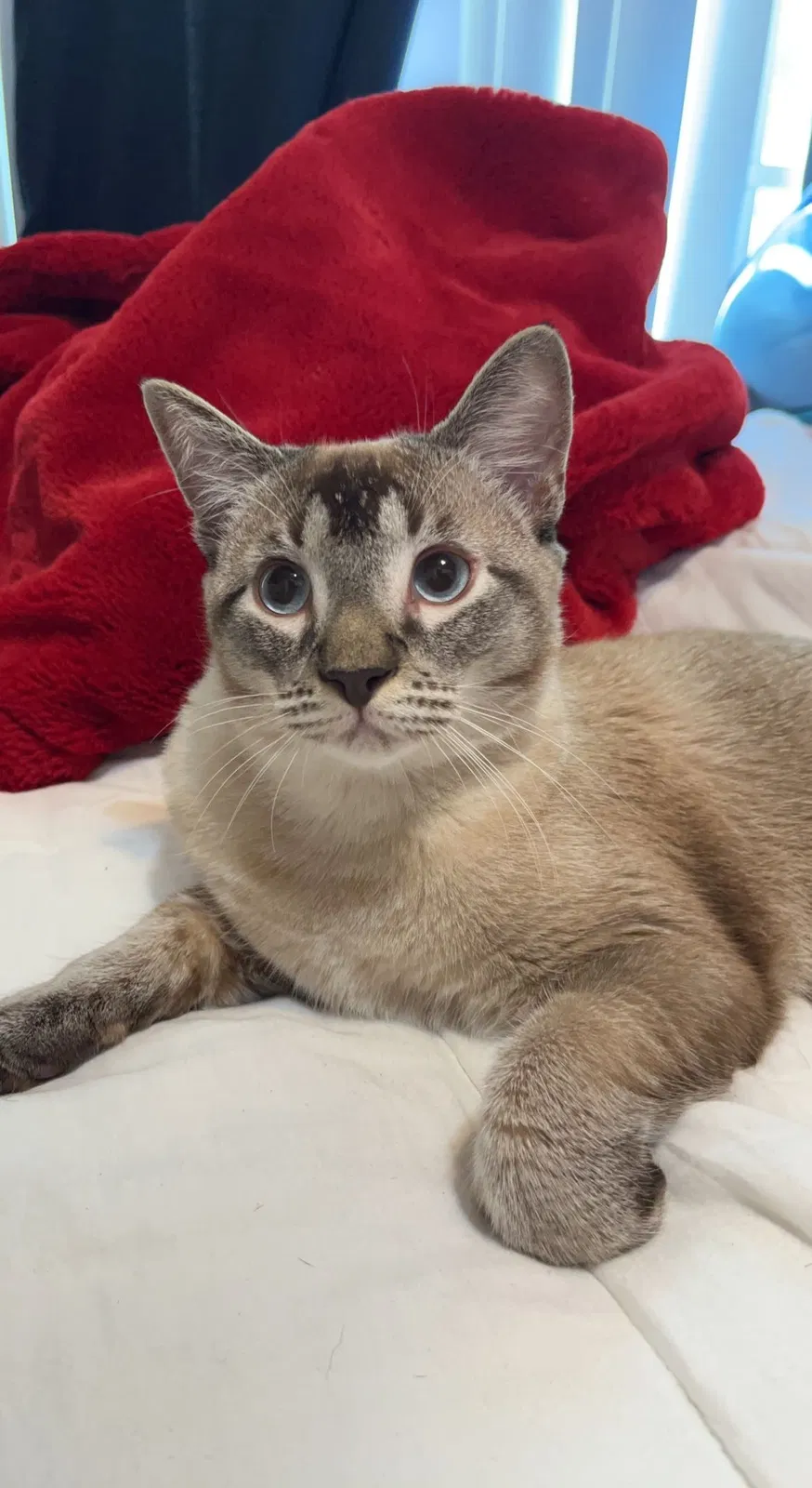 Lost cat in Lake Worth, FL, 33467
