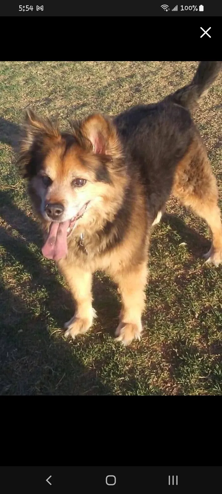 Lost dog in Scottsdale, AZ, 85257