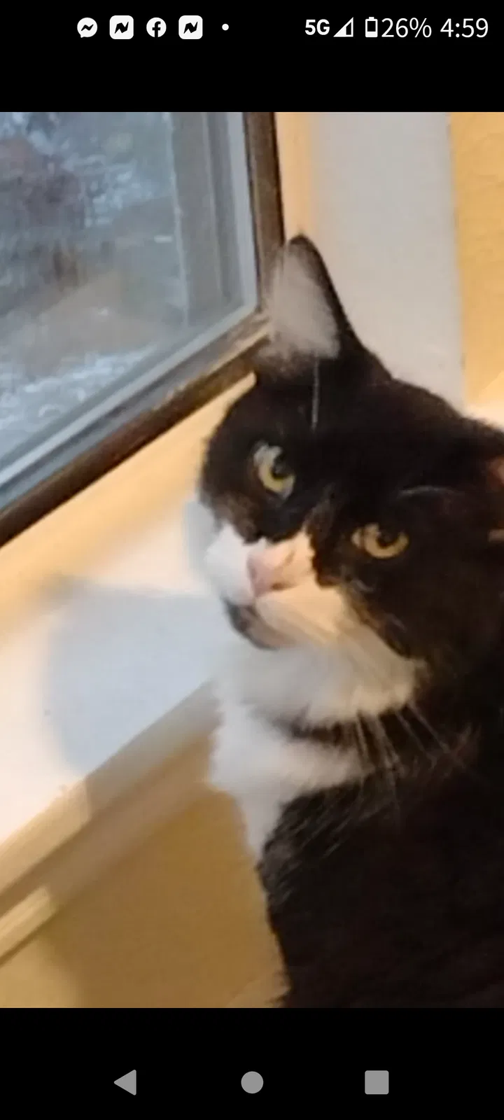 Lost cat in Fort Worth, TX, 76137