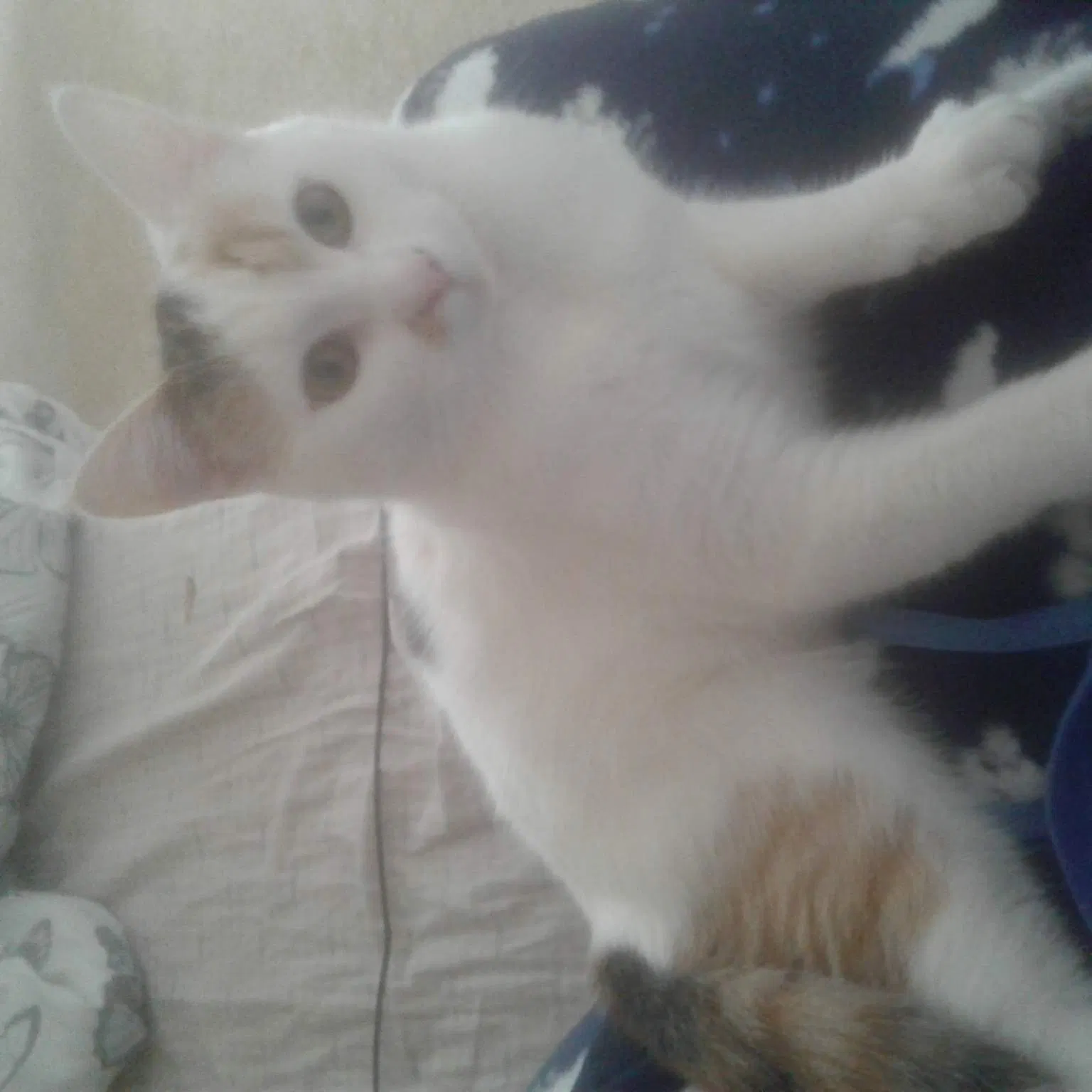 Lost cat in Newport Beach, CA, 92661