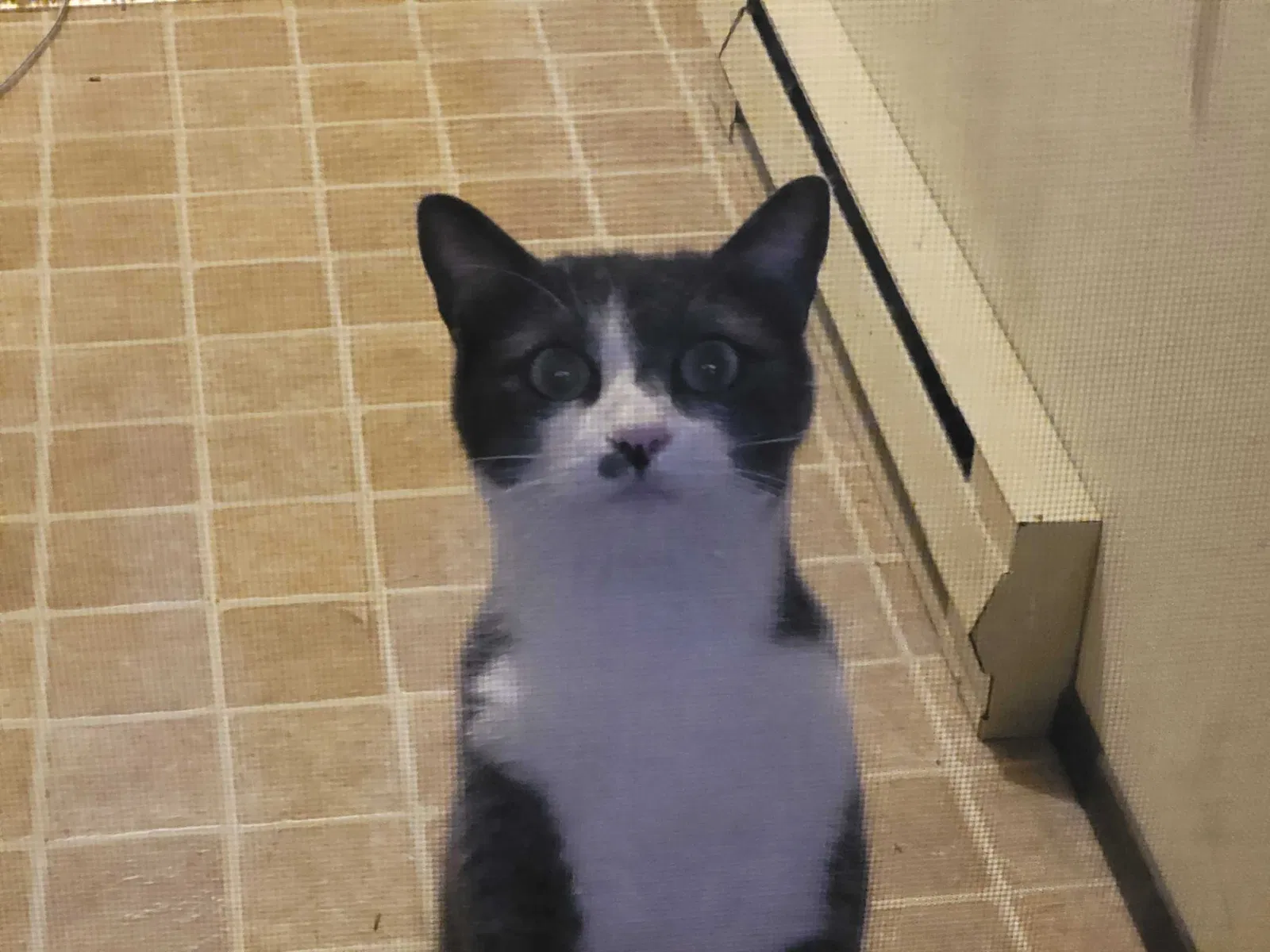 Lost cat in Portland, OR, 97222