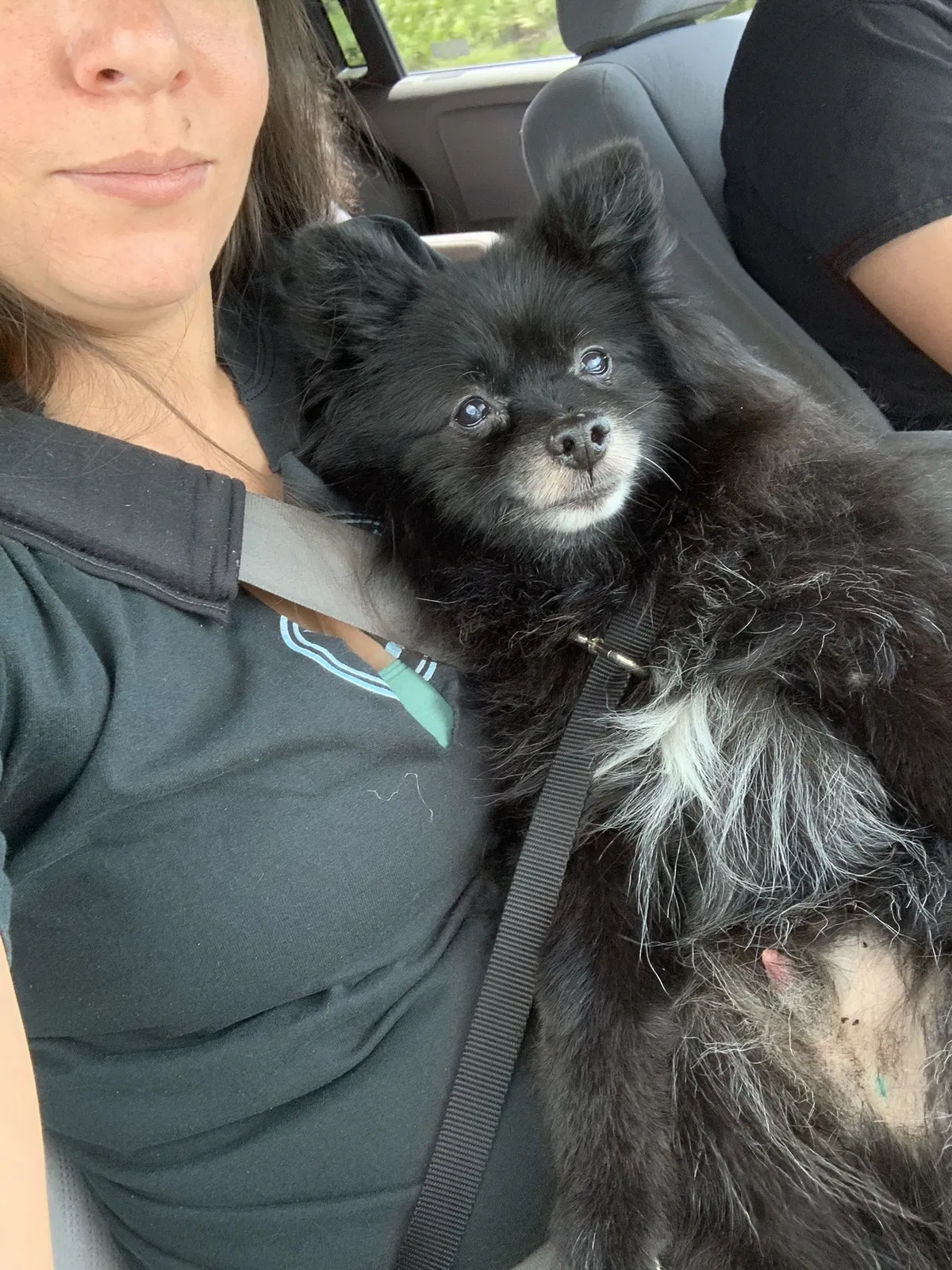 Lost dog in North Port, FL, 34287