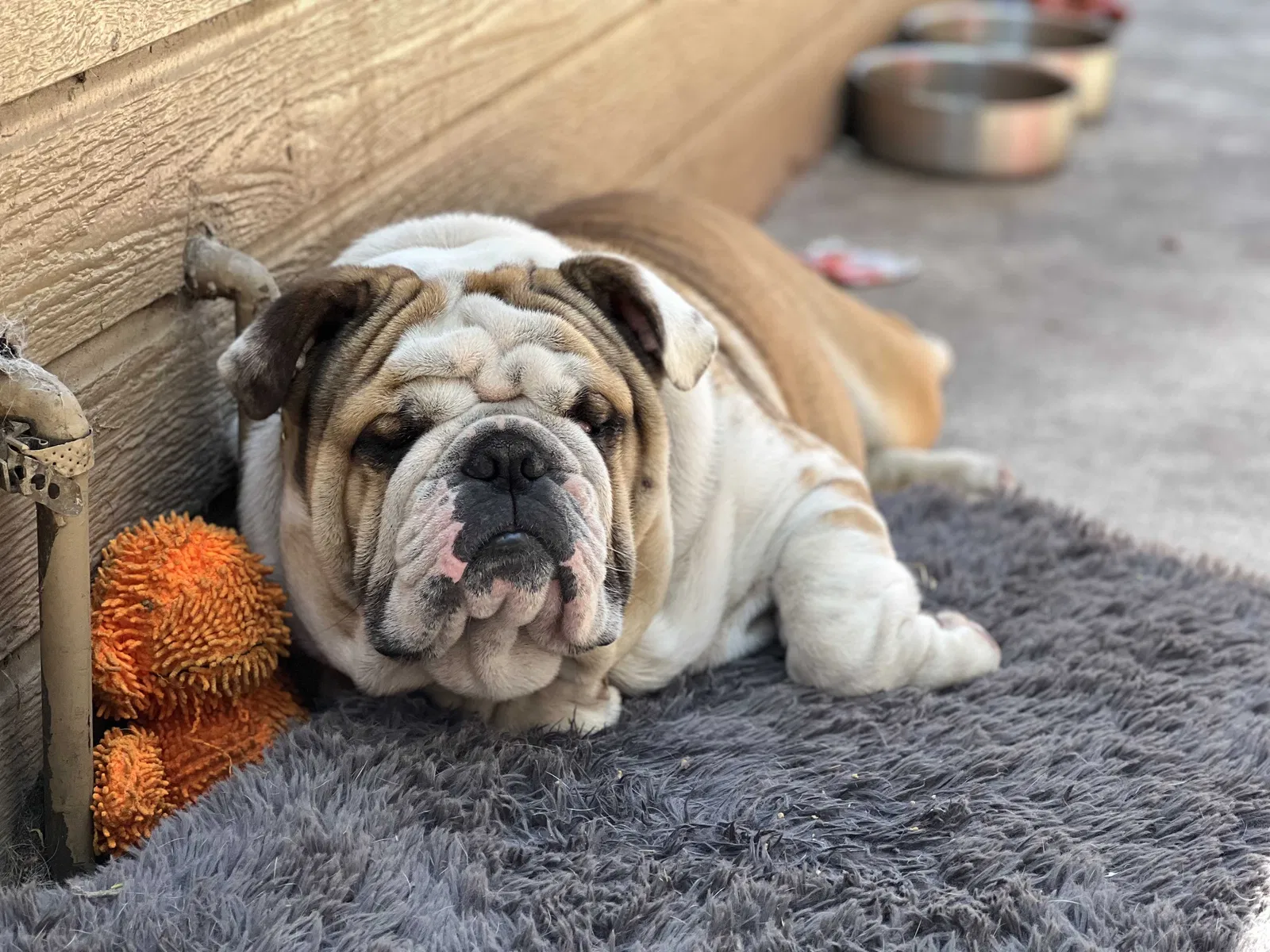 Lost dog in San Diego, CA, 92102