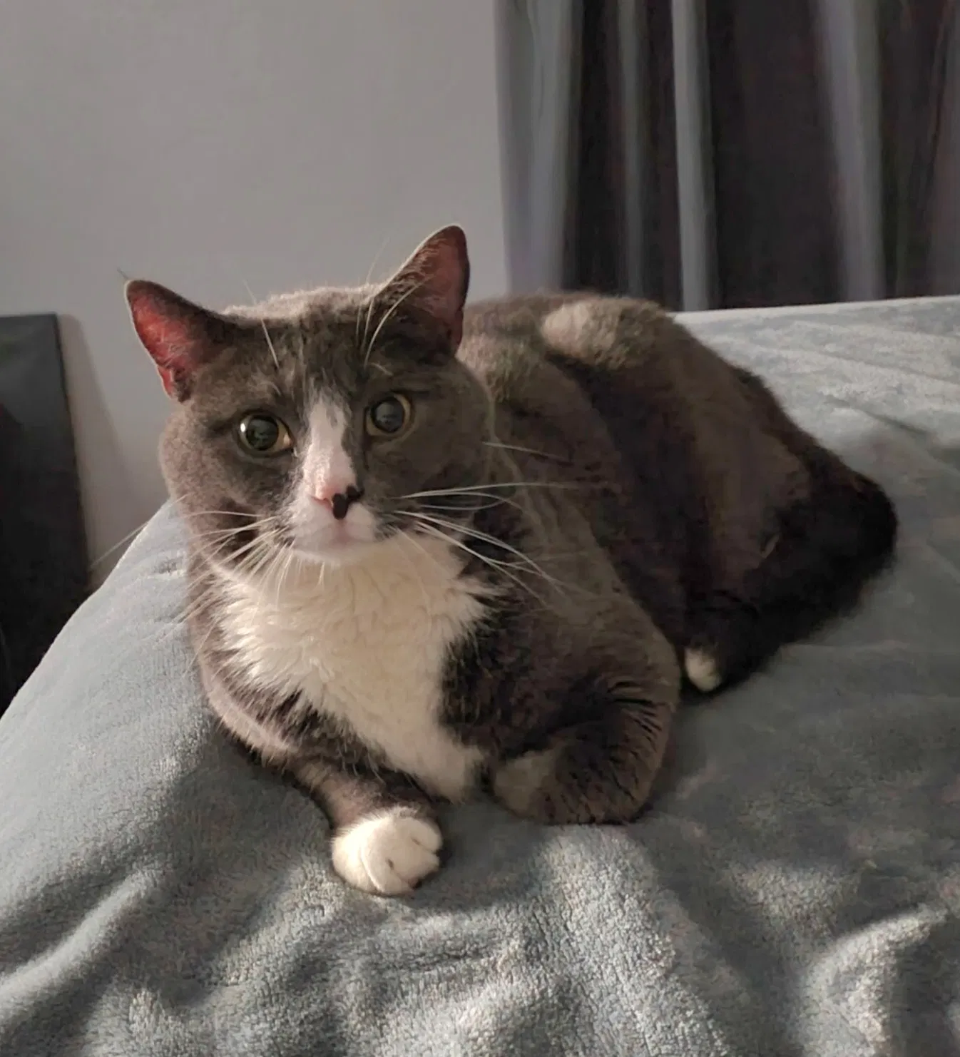 Lost cat in West Chester, PA, 19382