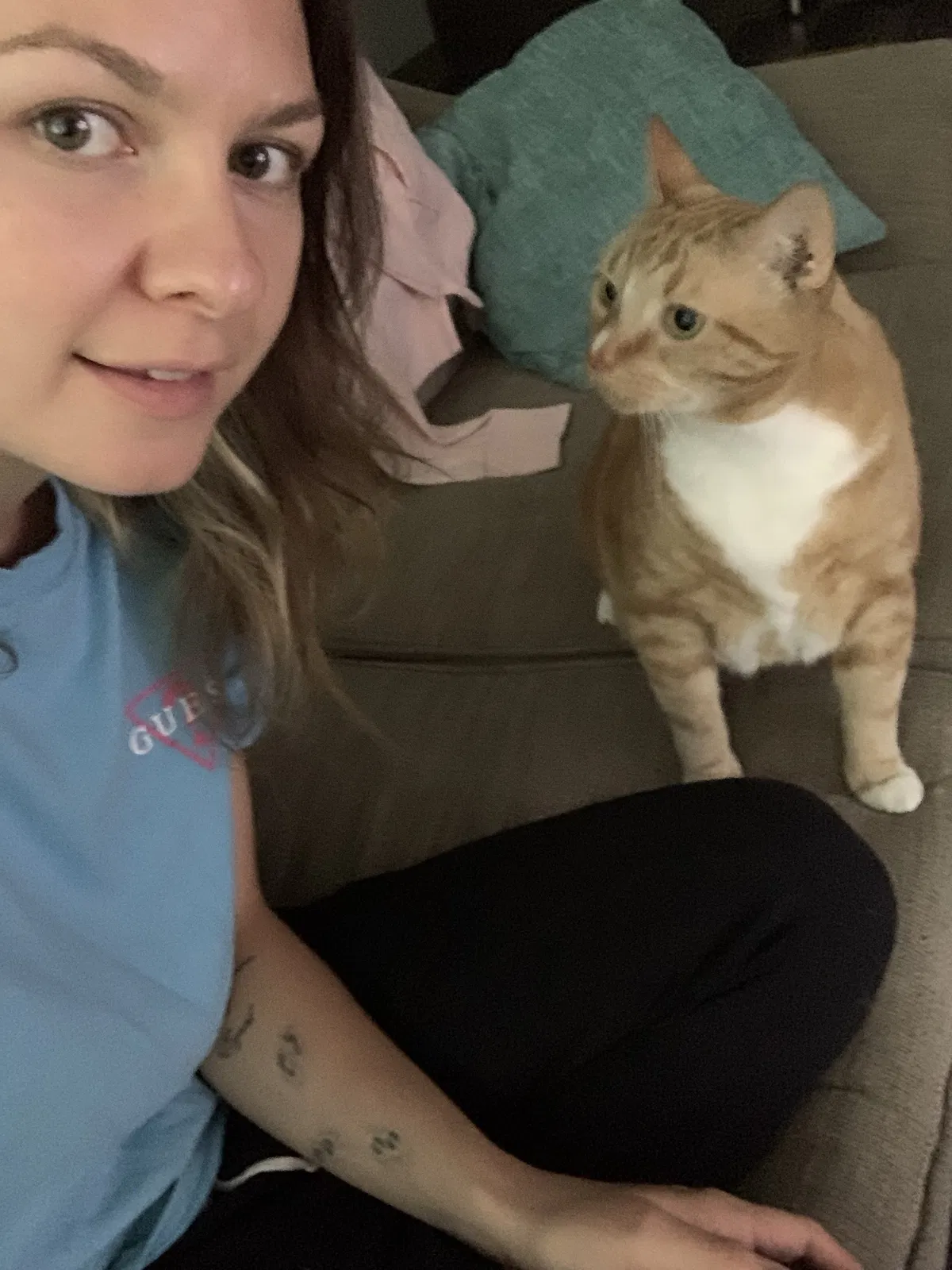 Lost cat in Warrensburg, MO, 64093