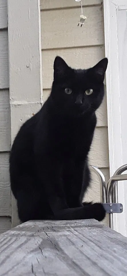 Lost cat in Peachtree City, GA, 30269