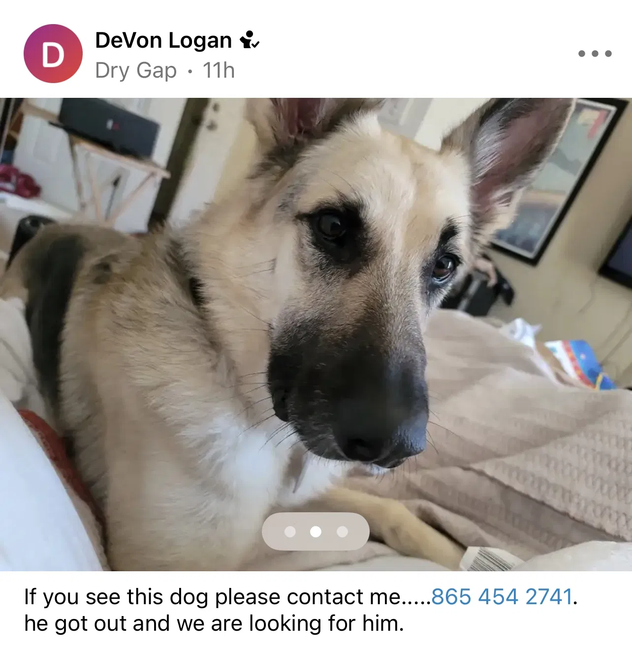 Lost dog in Knoxville, TN, 37912
