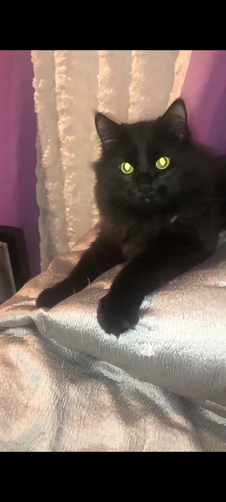 Lost cat in Salt Lake City, UT, 84129