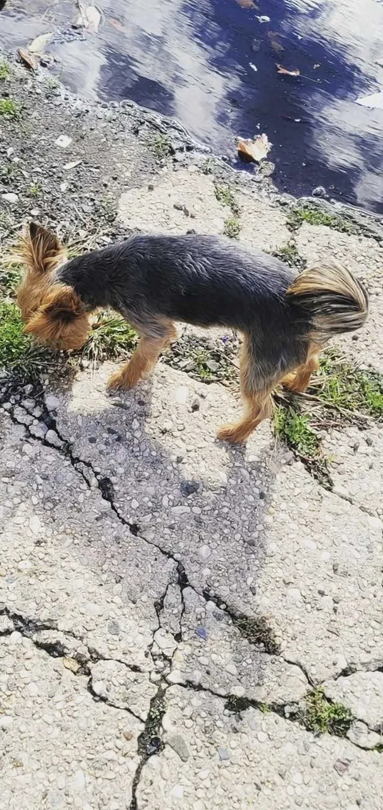 Lost dog in Newark, NJ, 7107
