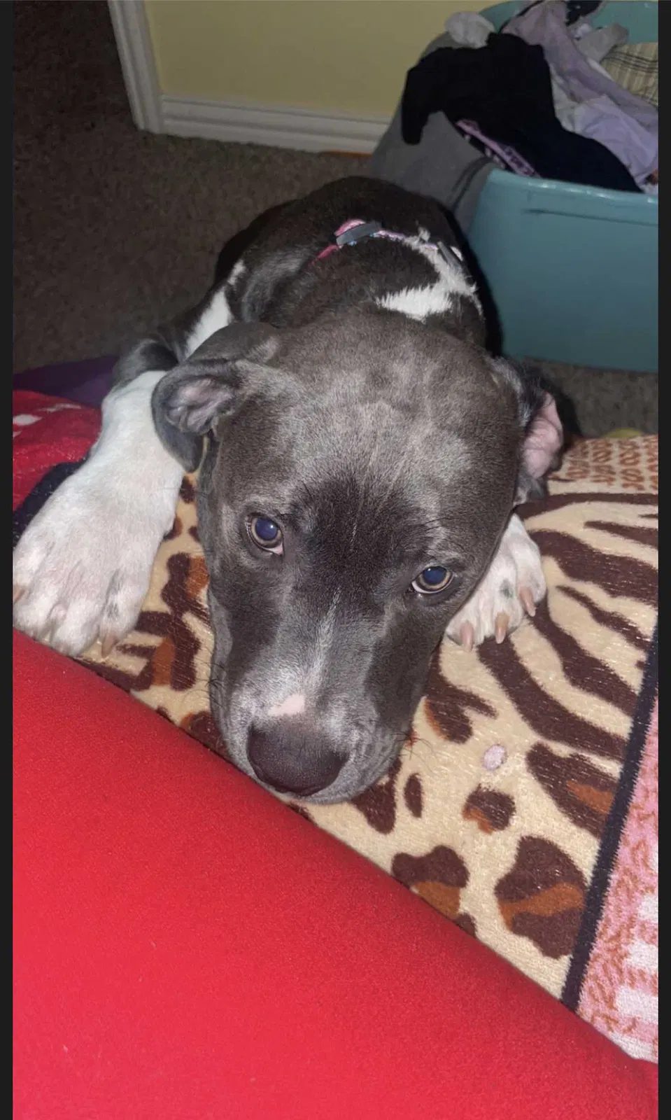 Lost dog in Little Elm, TX, 75068