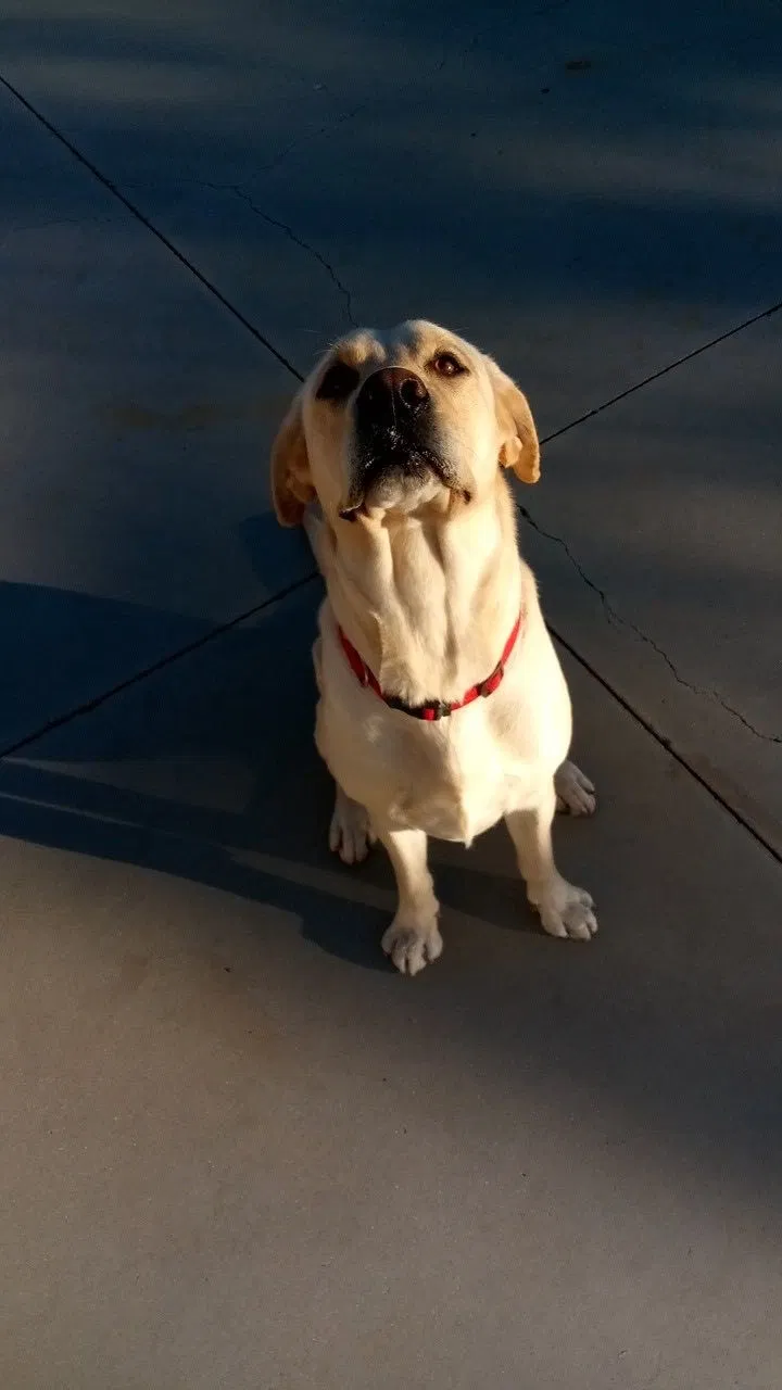 Lost dog in Riverside, CA, 92508